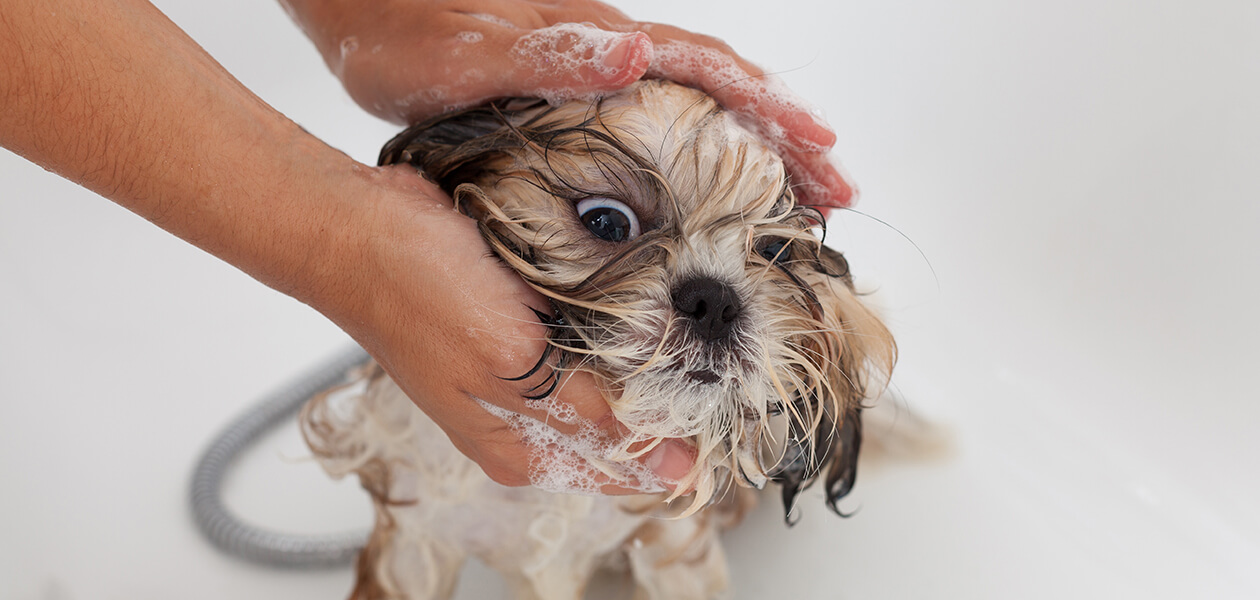 Taking The Blues Out Of Doggie Bath Time