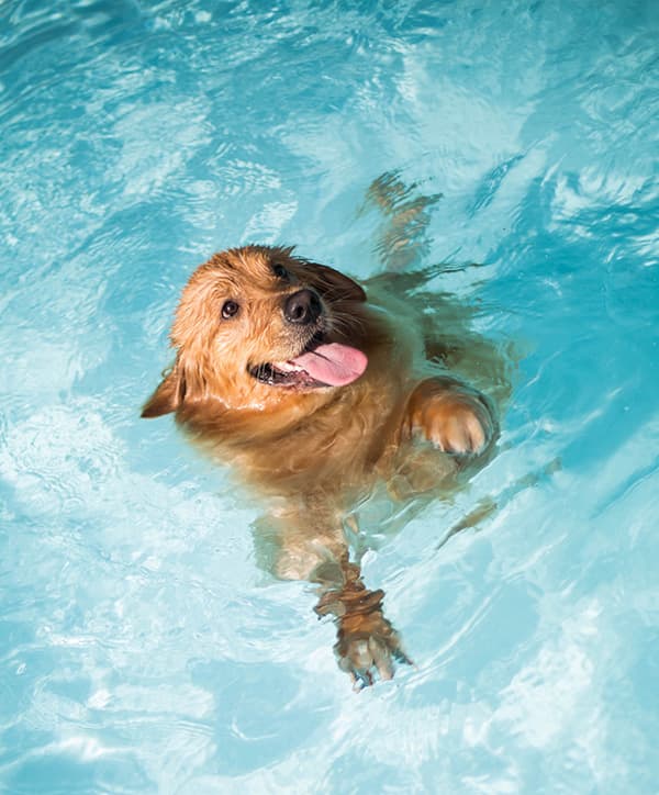 Dogs That Swim Naturally