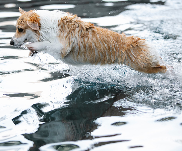 Dogs Easily Taught to Swim